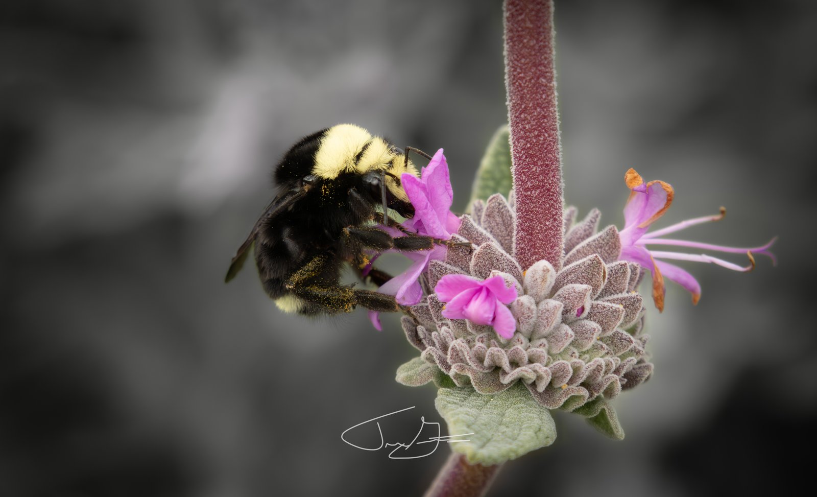 Macro_025