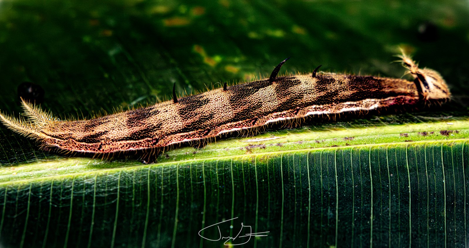 Nature_020