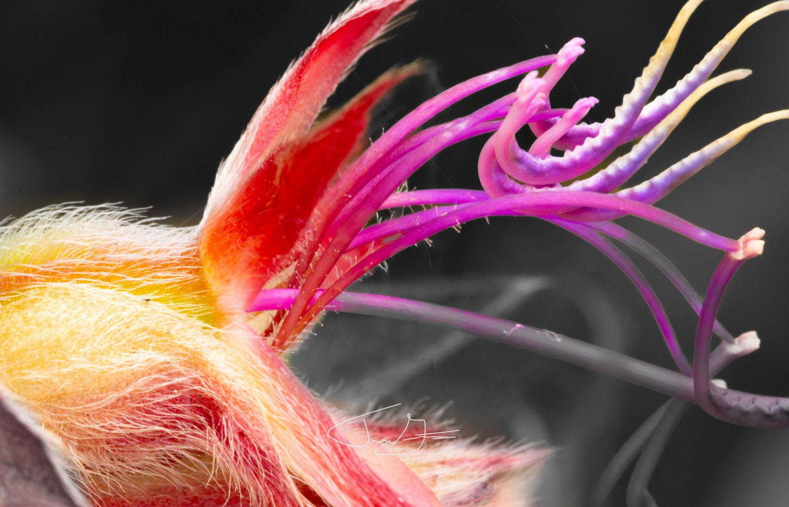 Macro_024