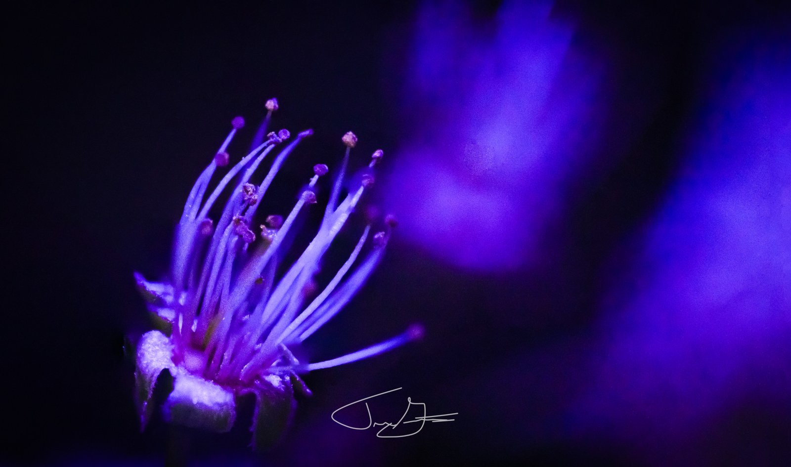 Macro_010