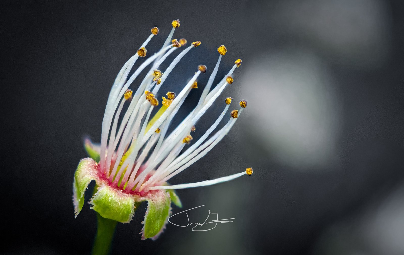 Macro_011