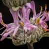 Macro_003
