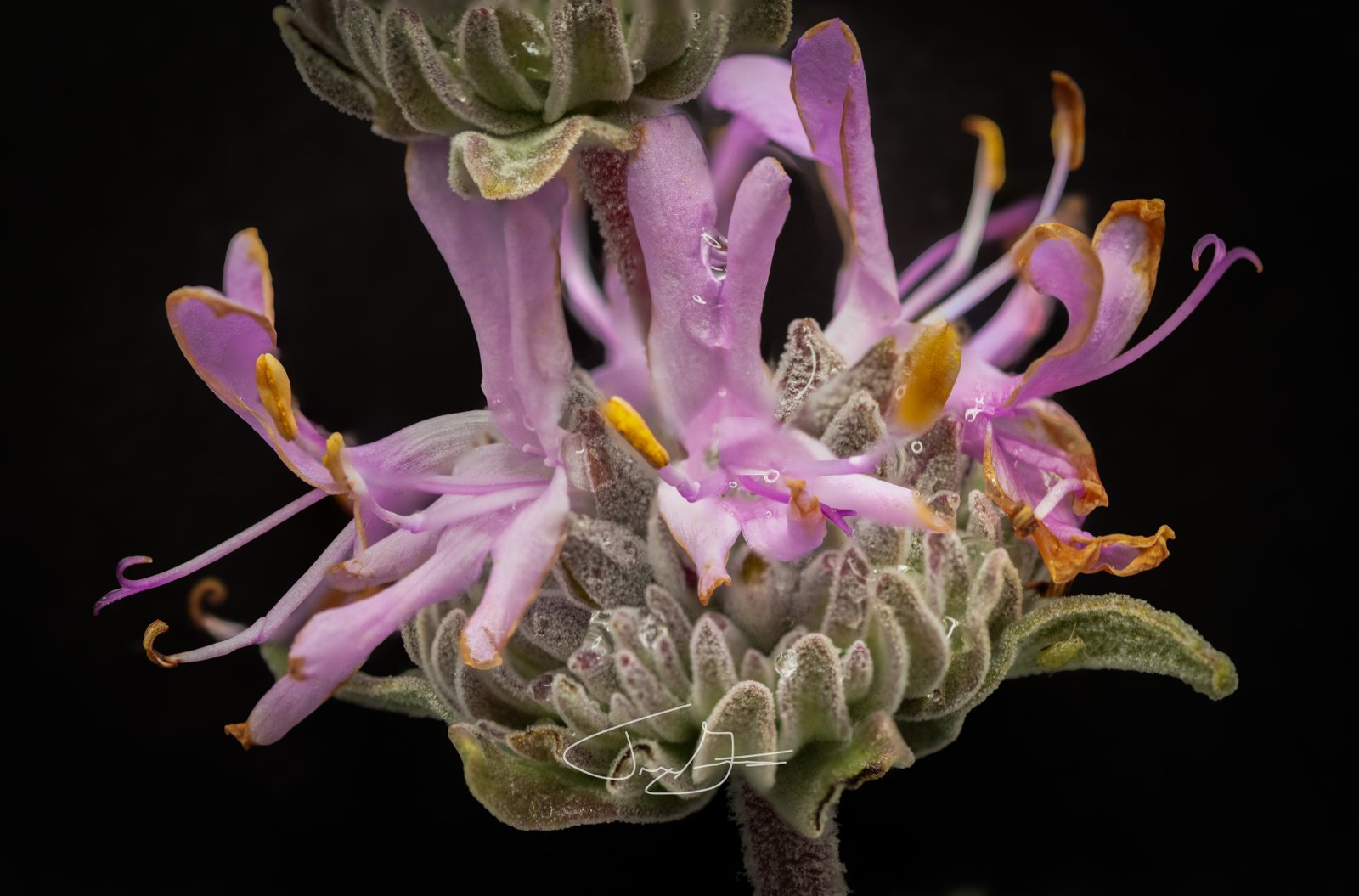 Macro_003