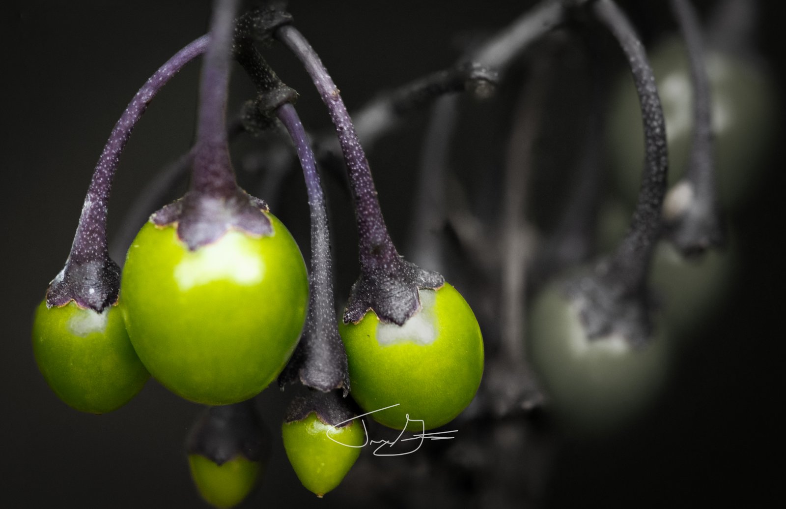Macro_001
